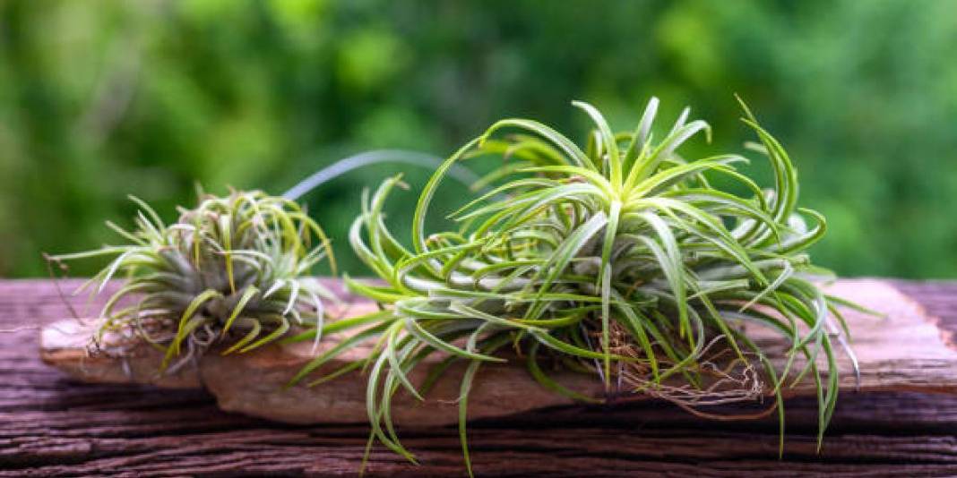 Saksı ve toprağa veda vakti! Havada asılı kalarak büyüyor, talep gittikçe artıyor: Yetiştiren paraya para demiyor 6